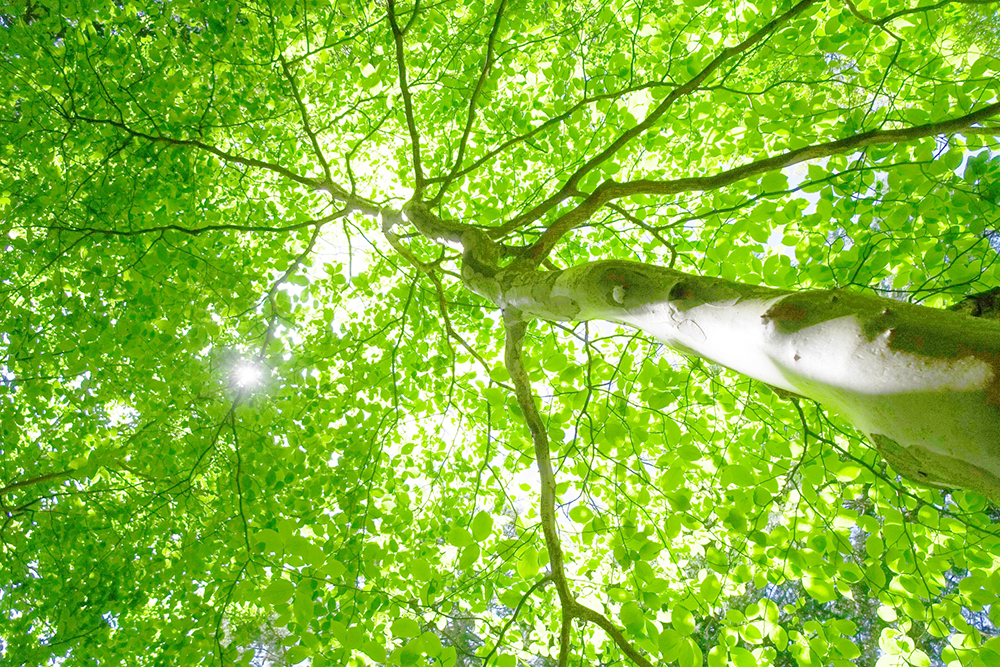 人は寝ている間に脂肪を燃やすことができますか?